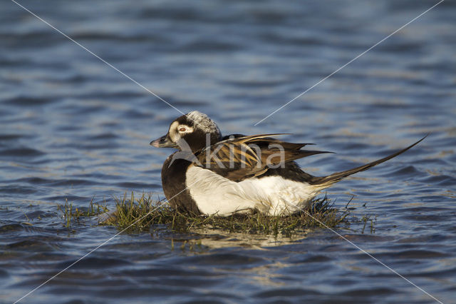 IJseend (Clangula hyemalis)