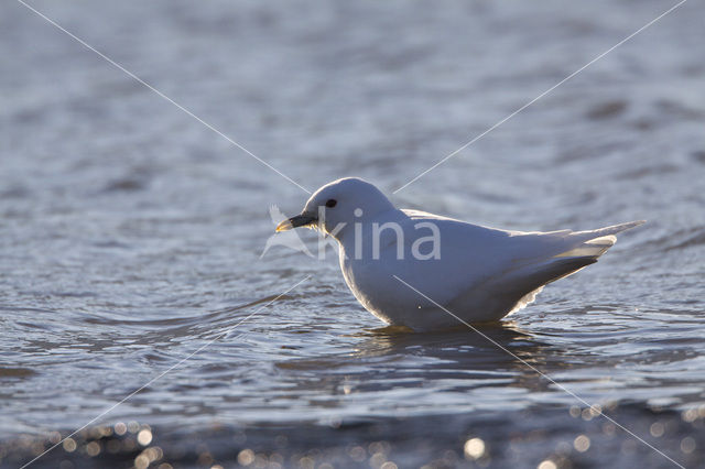 Ivoormeeuw (Pagophila eburnea)