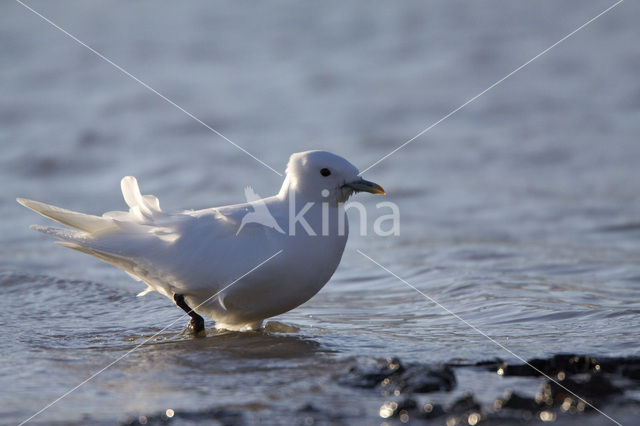 Ivoormeeuw (Pagophila eburnea)