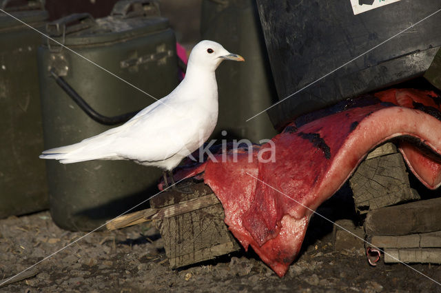 Ivoormeeuw (Pagophila eburnea)