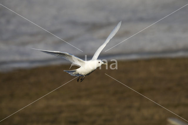 Ivoormeeuw (Pagophila eburnea)