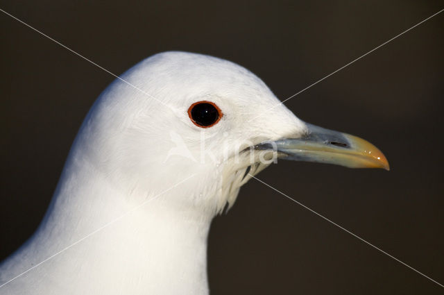 Ivoormeeuw (Pagophila eburnea)