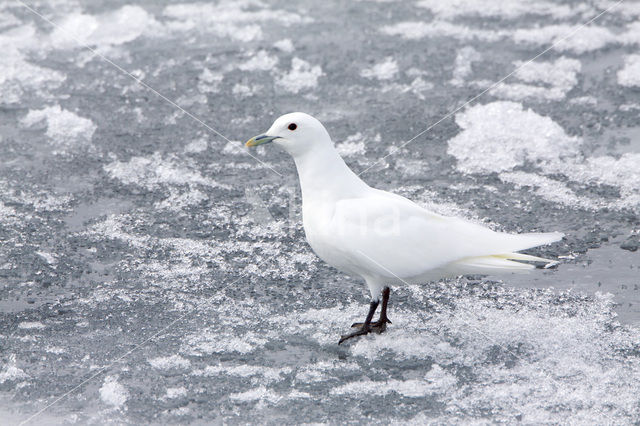 Ivoormeeuw (Pagophila eburnea)