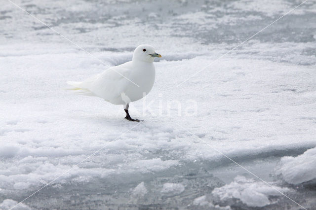 Ivoormeeuw (Pagophila eburnea)