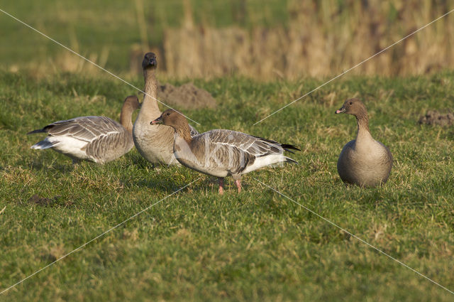 Kleine Rietgans (Anser brachyrhynchus)