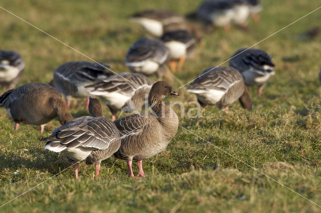 Kleine Rietgans (Anser brachyrhynchus)