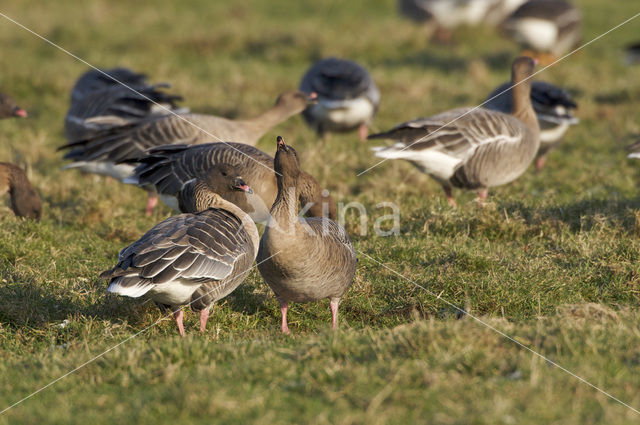 Kleine Rietgans (Anser brachyrhynchus)