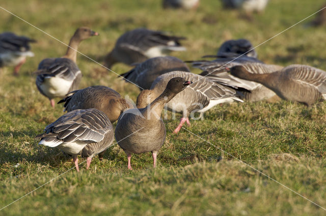 Kleine Rietgans (Anser brachyrhynchus)