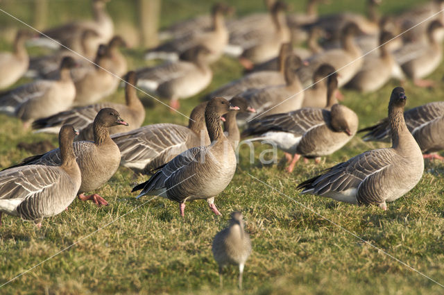 Kleine Rietgans (Anser brachyrhynchus)