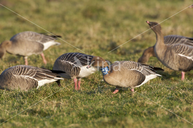 Kleine Rietgans (Anser brachyrhynchus)