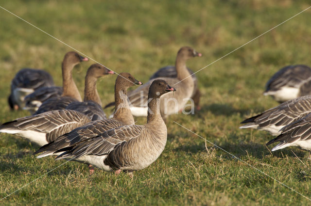 Kleine Rietgans (Anser brachyrhynchus)