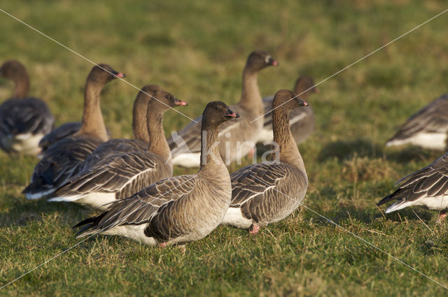 Kleine Rietgans (Anser brachyrhynchus)