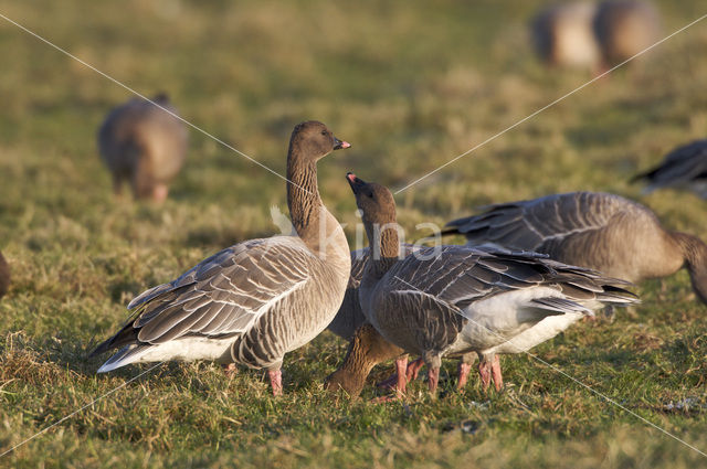 Kleine Rietgans (Anser brachyrhynchus)