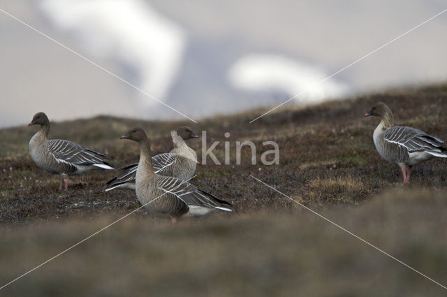 Kleine Rietgans (Anser brachyrhynchus)