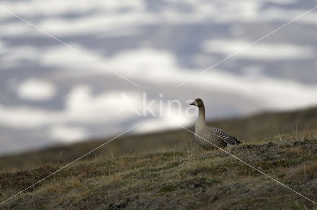 Kleine Rietgans (Anser brachyrhynchus)