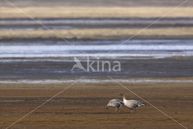 Kleine Rietgans (Anser brachyrhynchus)