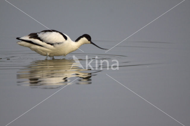 Pied Avocet (Recurvirostra avosetta)