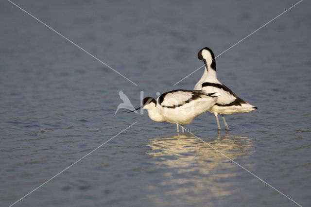 Pied Avocet (Recurvirostra avosetta)