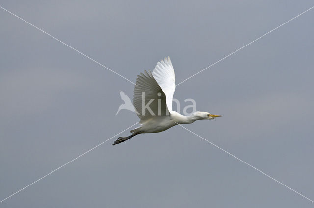 Koereiger (Bubulcus ibis)