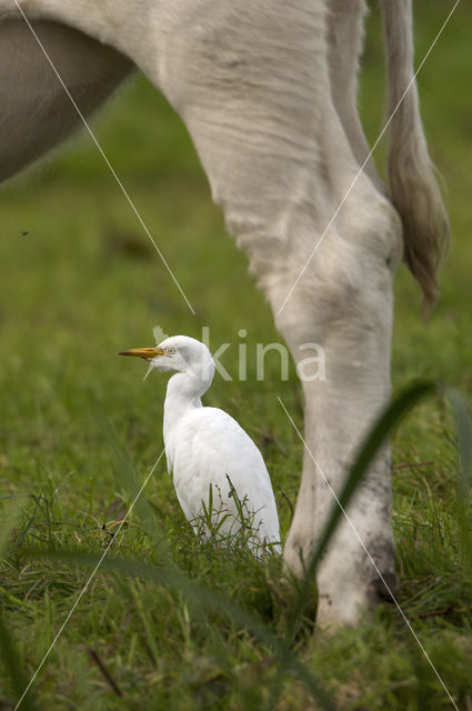 Koereiger (Bubulcus ibis)