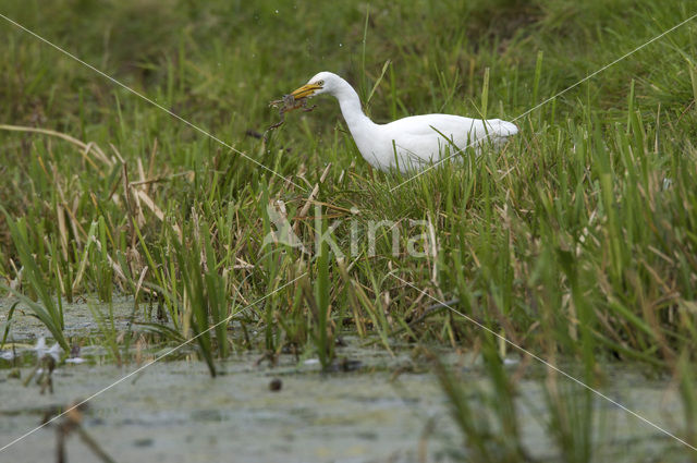 Koereiger (Bubulcus ibis)