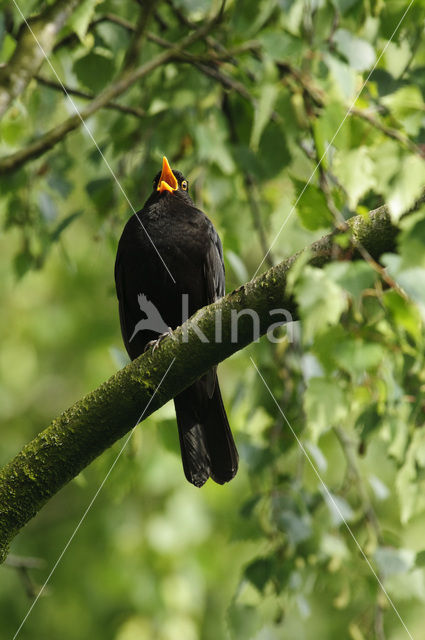 Merel (Turdus merula)