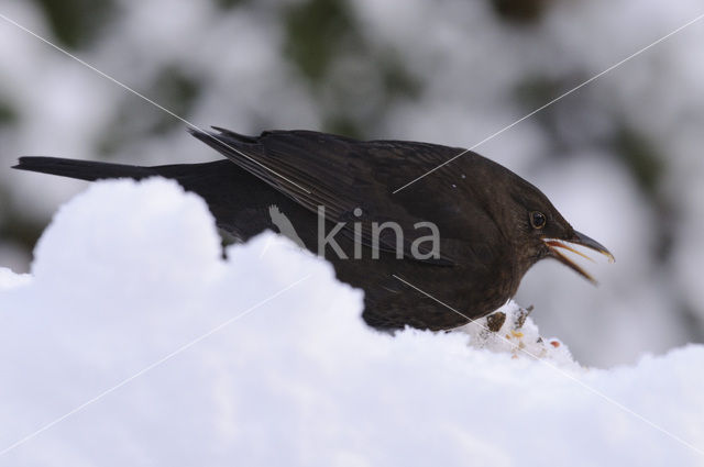 Merel (Turdus merula)