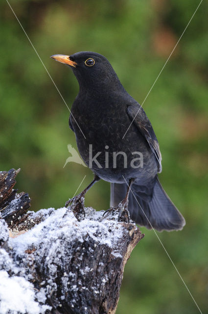 Merel (Turdus merula)