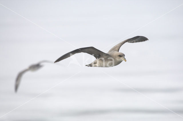 Noordse Stormvogel (Fulmarus glacialis)