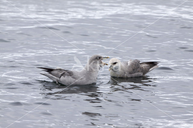 Noordse Stormvogel (Fulmarus glacialis)