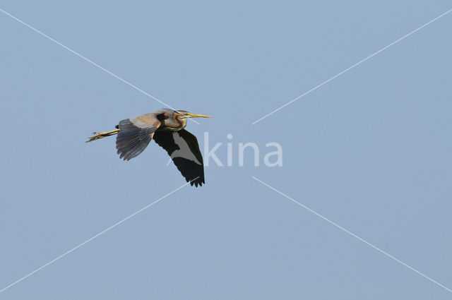 Purperreiger (Ardea purpurea)