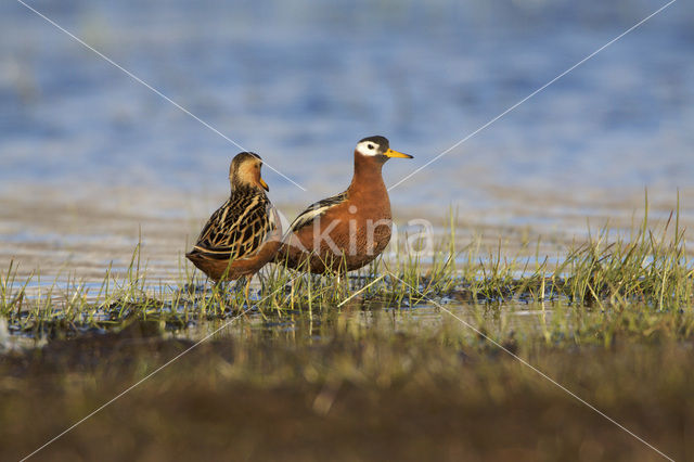 Rosse Franjepoot (Phalaropus fulicarius)