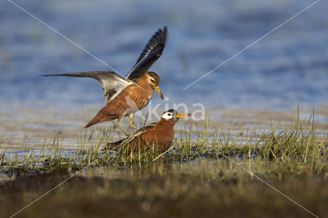 Rosse Franjepoot (Phalaropus fulicarius)