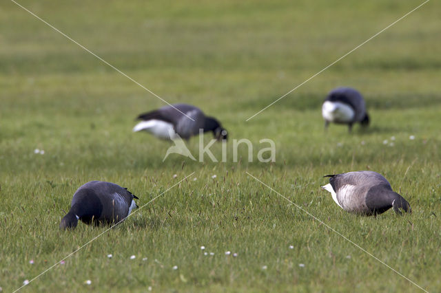 Rotgans (Branta bernicla)