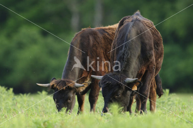Sayaguesa Cow (Bos domesticus)