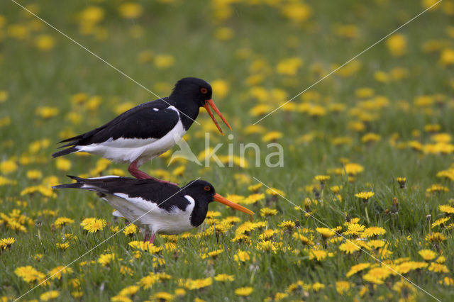 Scholekster (Haematopus ostralegus)