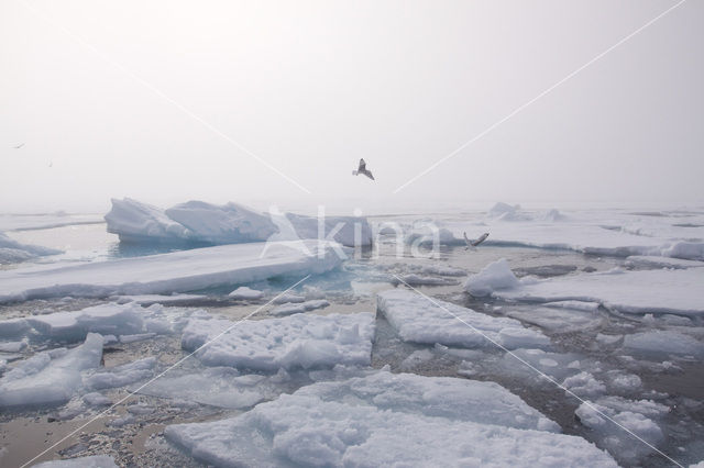 Spitsbergen