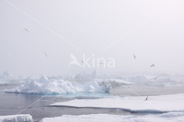 Spitsbergen