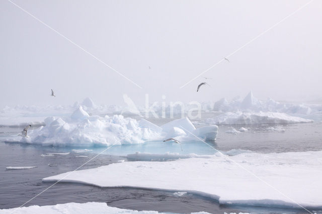 Spitsbergen