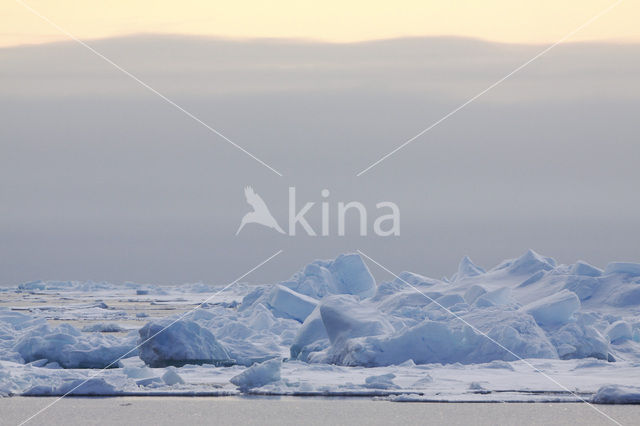 Spitsbergen