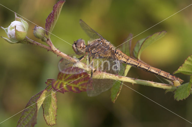 Steenrode heidelibel (Sympetrum vulgatum)