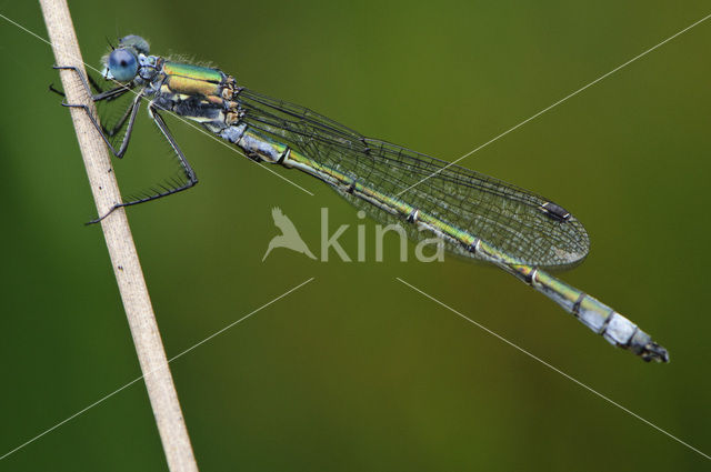 Tangpantserjuffer (Lestes dryas)