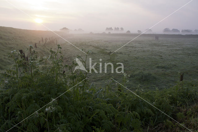 Texel