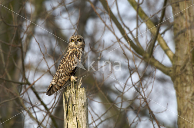 Velduil (Asio flammeus)