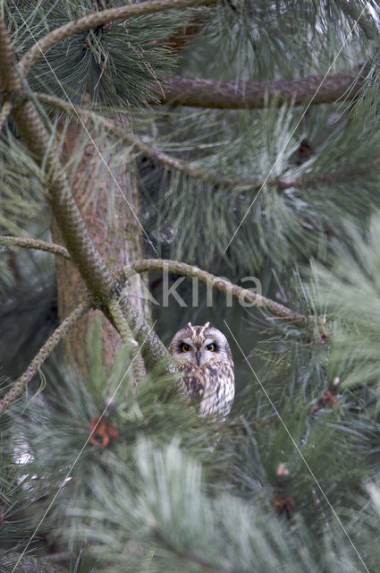 Velduil (Asio flammeus)