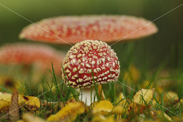 Vliegenzwam (Amanita muscaria)