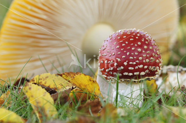 Vliegenzwam (Amanita muscaria)