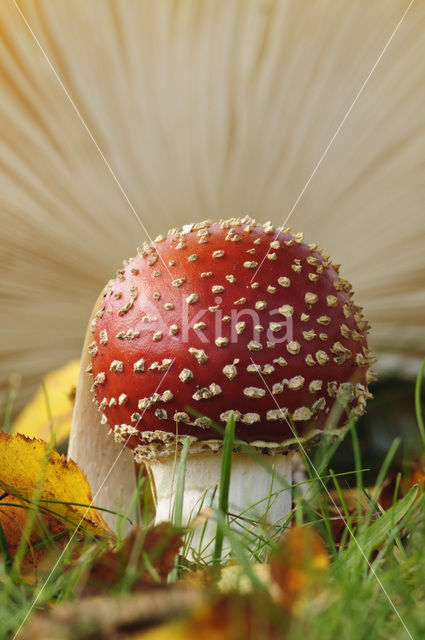 Vliegenzwam (Amanita muscaria)