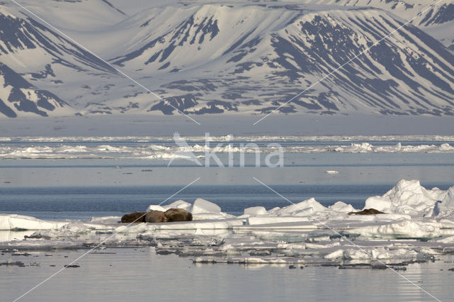 Walrus (Odobenus rosmarus)