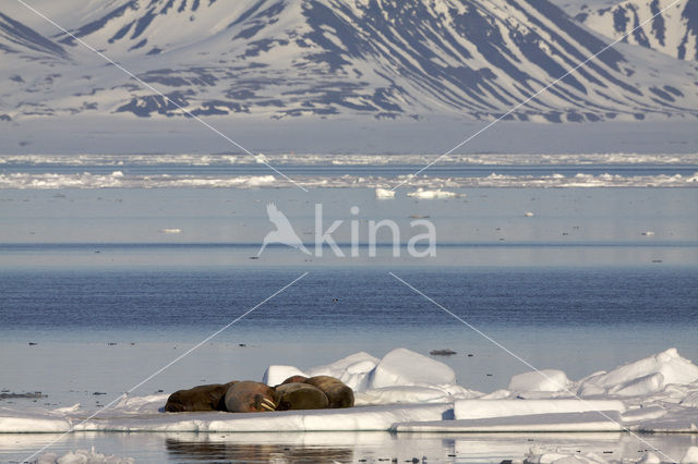 Walrus (Odobenus rosmarus)